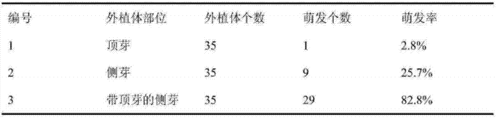 A kind of tissue culture method of wild mountain peach thick plum