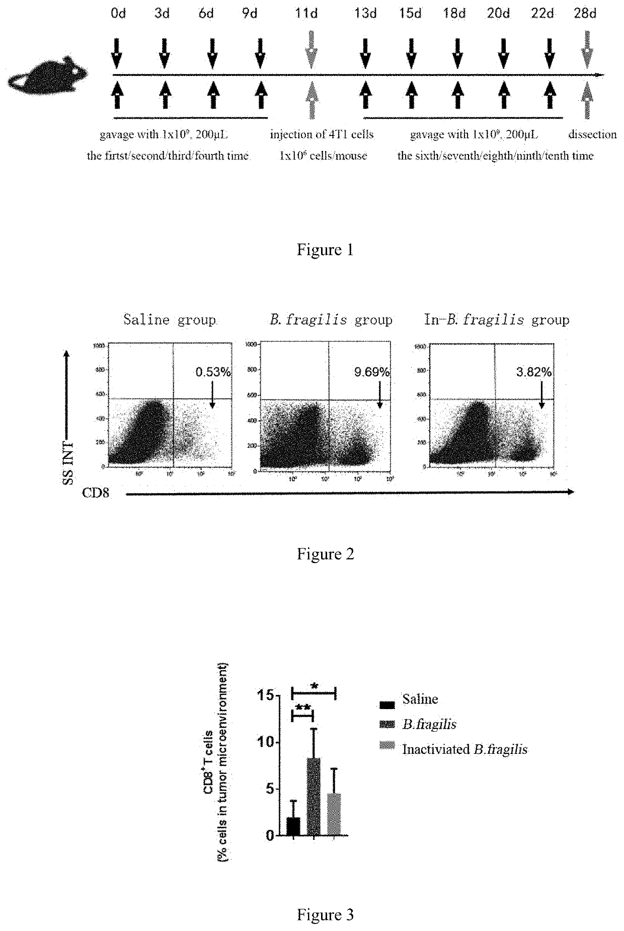 Application of b. fragilis or akkermansia muciniphila in preparation of drug for preventing or treating tumor