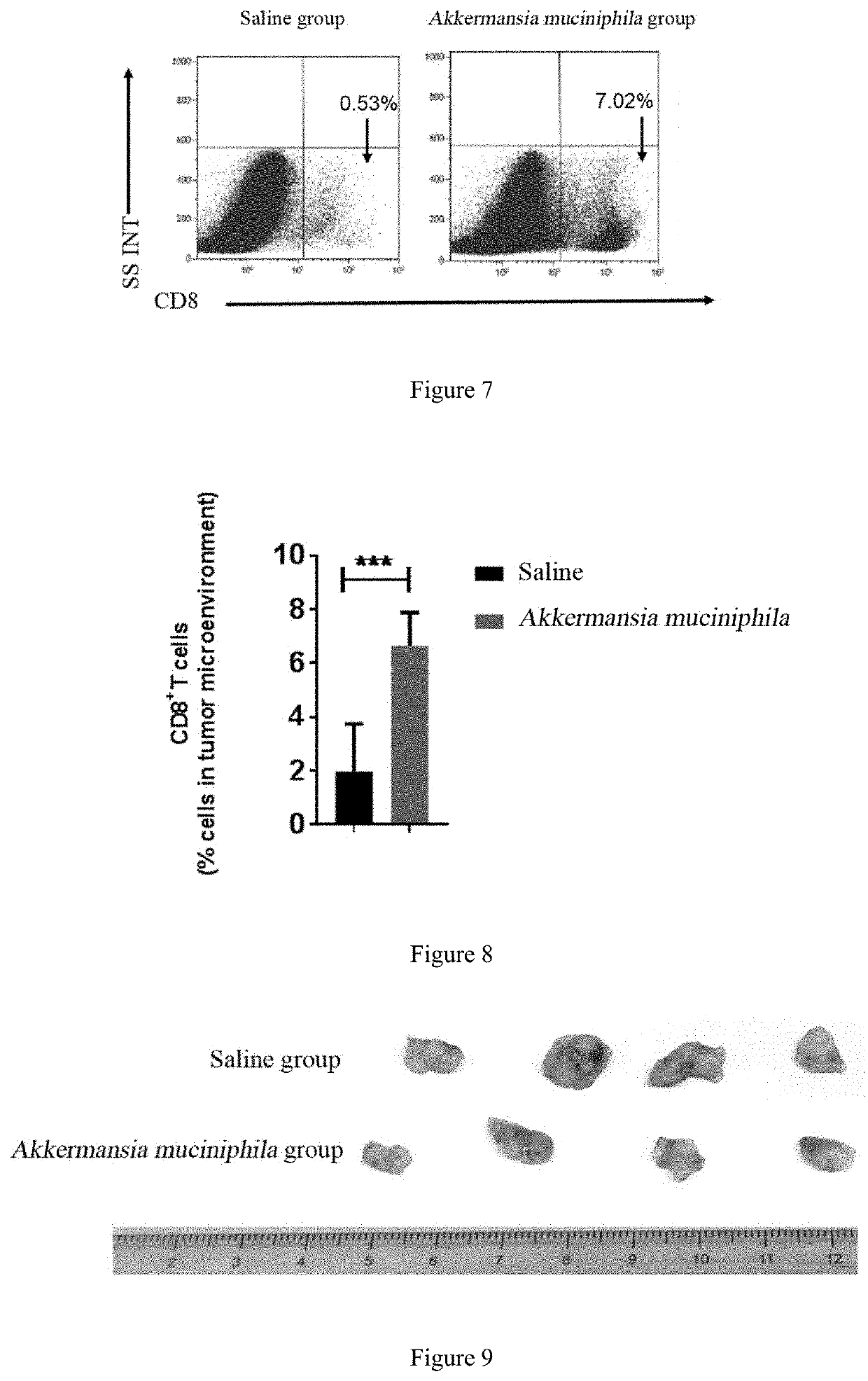 Application of b. fragilis or akkermansia muciniphila in preparation of drug for preventing or treating tumor