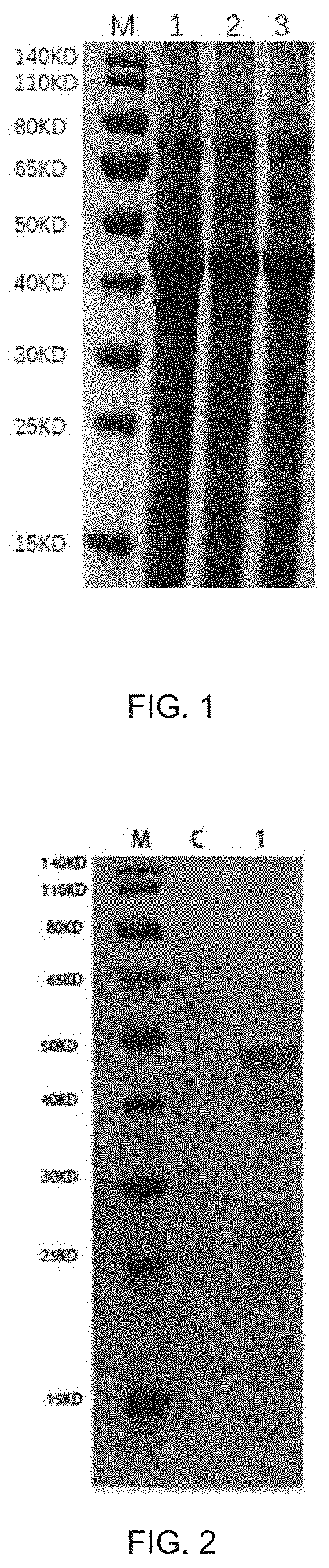 Bovine rotavirus fusion protein and calf diarrhea multivalent vaccine