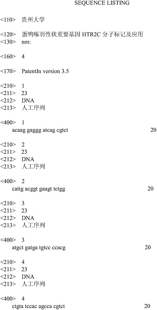 Laying duck feather picking character important gene HTR2C molecular marker and application