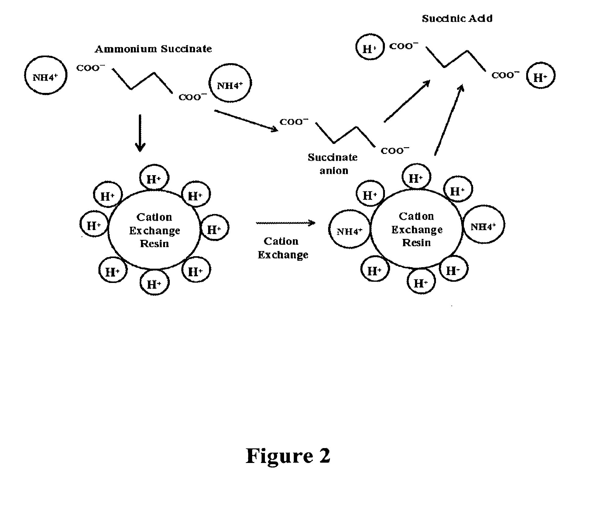 Purification of succinic acid from the fermentation broth containing ammonium succinate