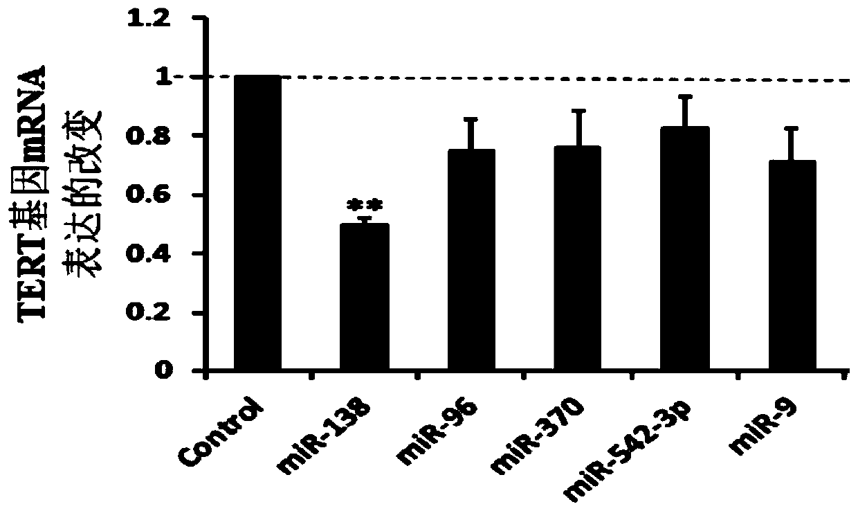 miRNA138 and application of miRNA138 in regulation of TERT gene expression