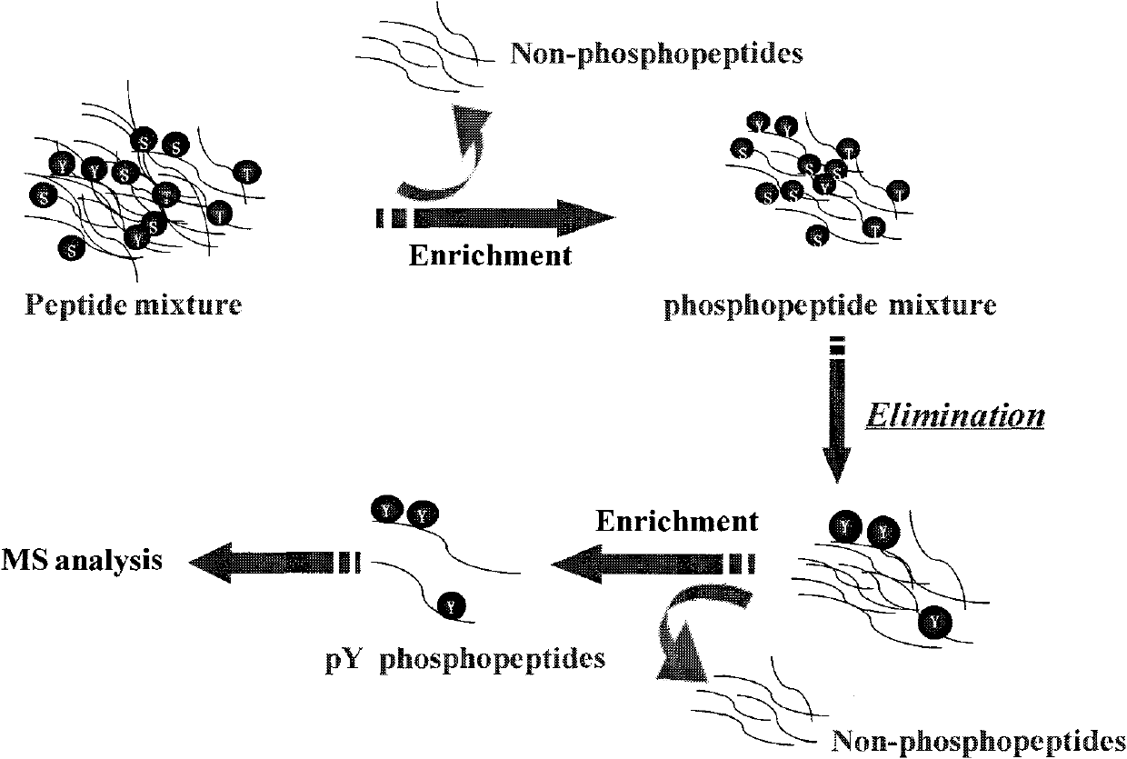 Method for purifying tyrosine phosphopeptide