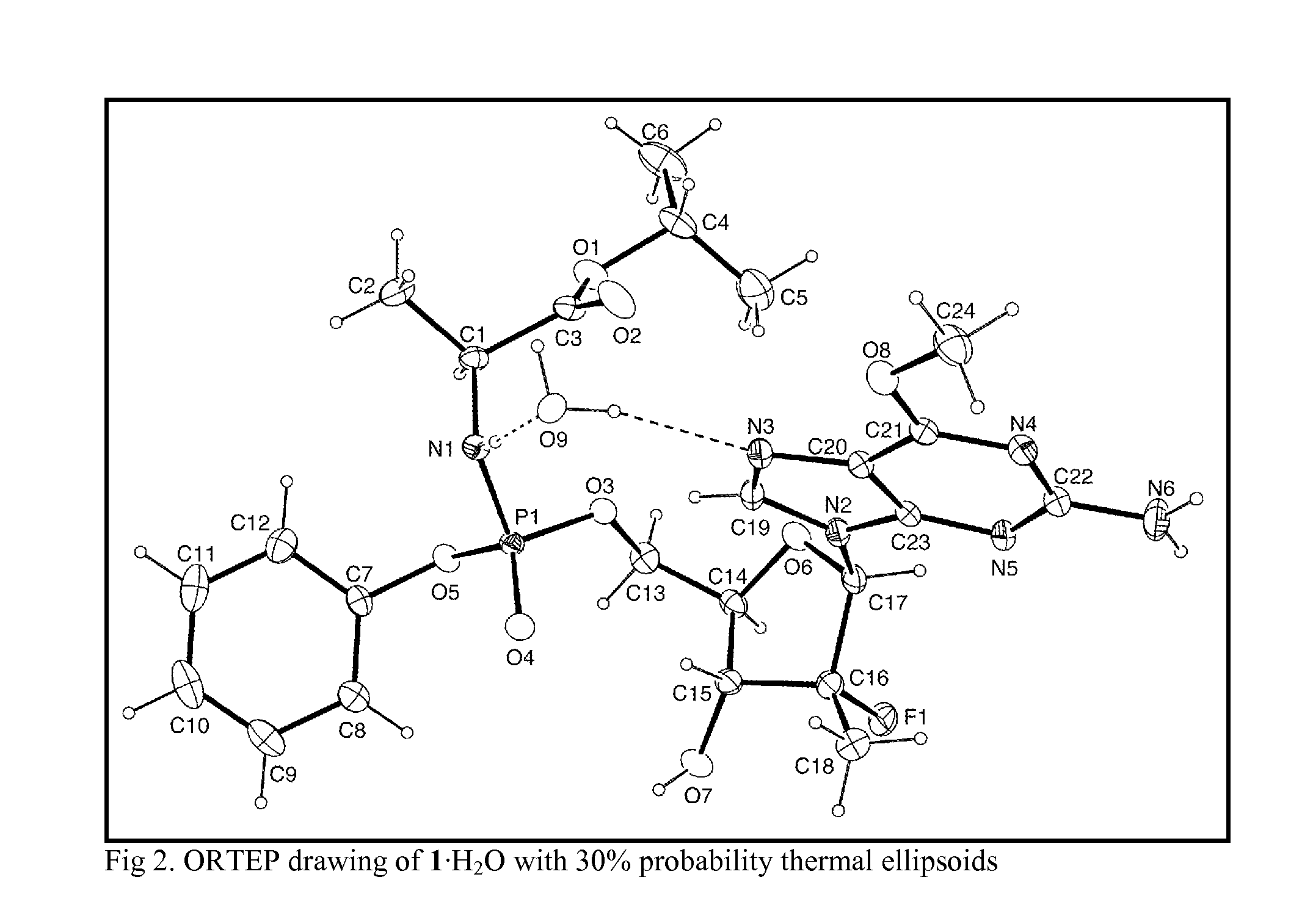 Purine nucleoside phosphoramidate