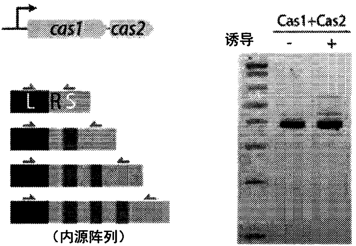 Methods and systems of molecular recording by crispr-cas system