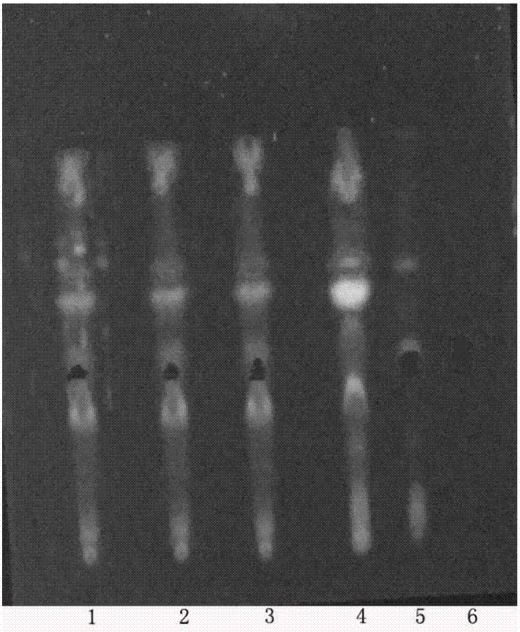 Method for identifying radix polygoni multiflori preparata in medicinal liquor for treating bone pain