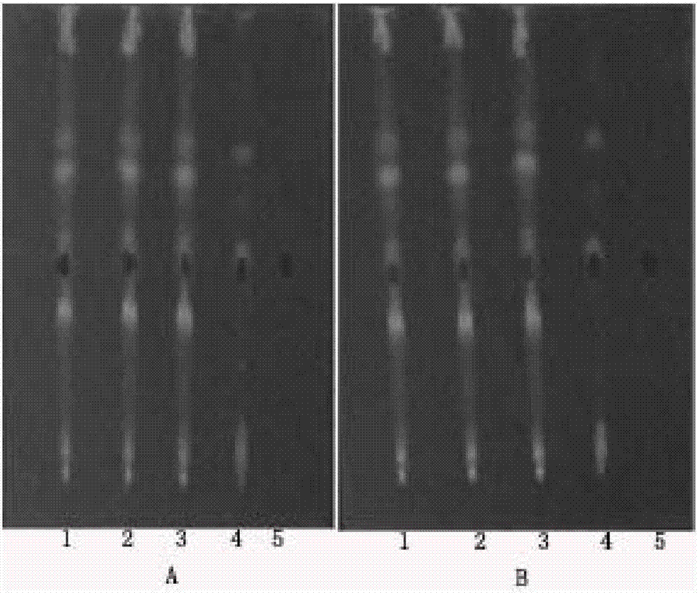 Method for identifying radix polygoni multiflori preparata in medicinal liquor for treating bone pain