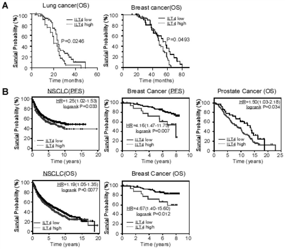 Application of ilt4 in tumor diagnosis and treatment