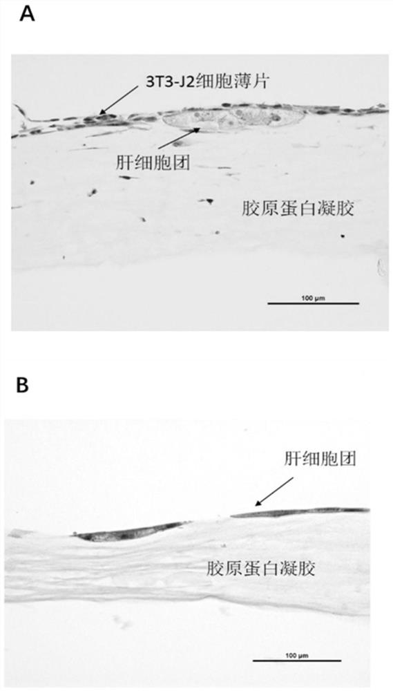 Hepatocyte in-vitro co-culture system as well as construction method and application thereof