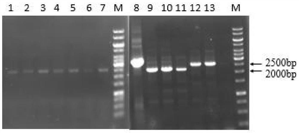 Element gamma-glutamyl transpeptidase for high expression of extracellular protein in bacillus licheniformis, method and application