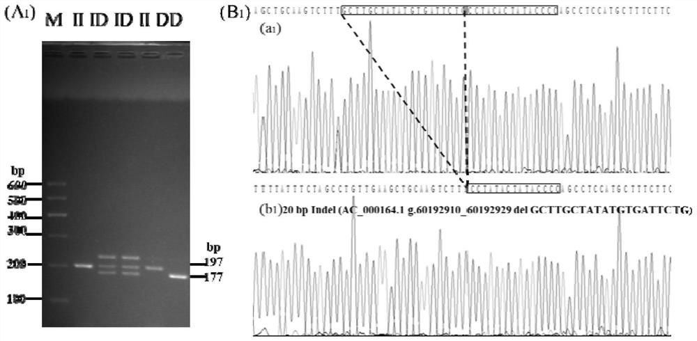 Detection method and application of 4 duplication-deletion polymorphic sites of ppp2r2b gene in Chinese yellow cattle