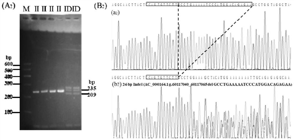 Detection method and application of 4 duplication-deletion polymorphic sites of ppp2r2b gene in Chinese yellow cattle