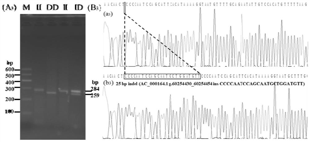 Detection method and application of 4 duplication-deletion polymorphic sites of ppp2r2b gene in Chinese yellow cattle