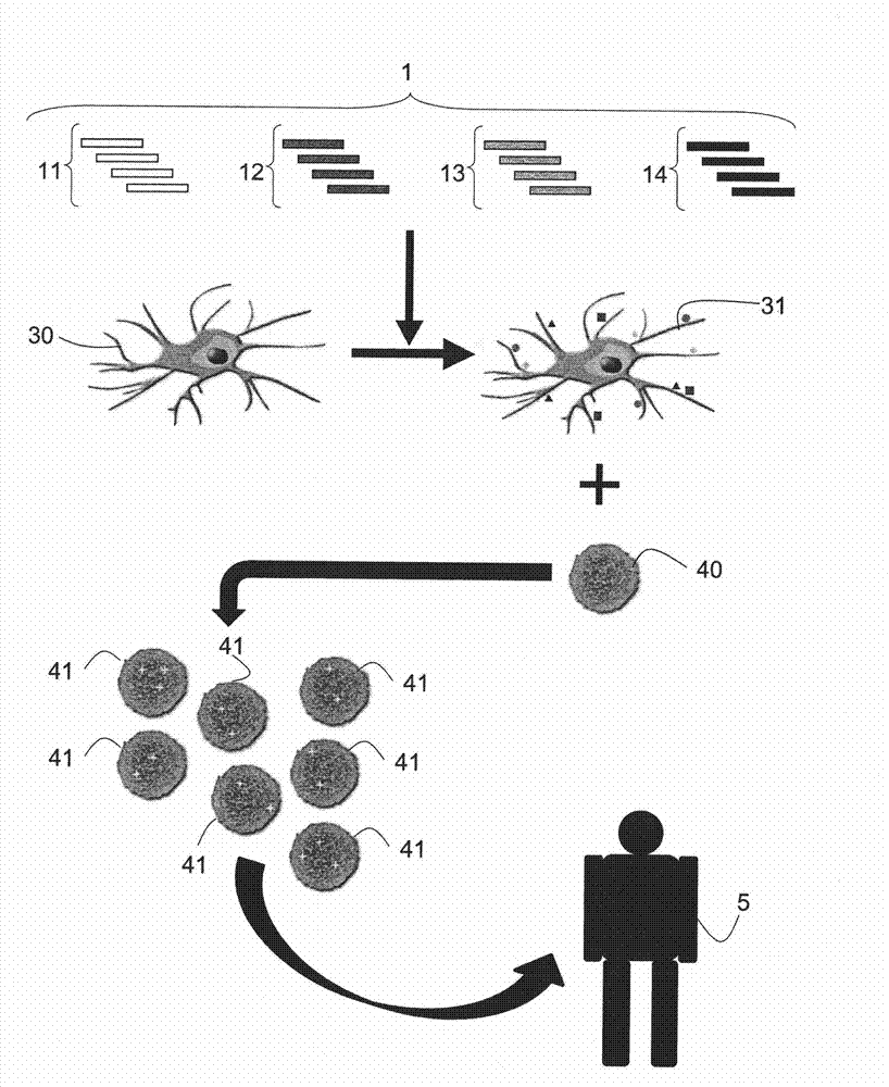 Method for producing immune cells and method for inducing immune effector cells