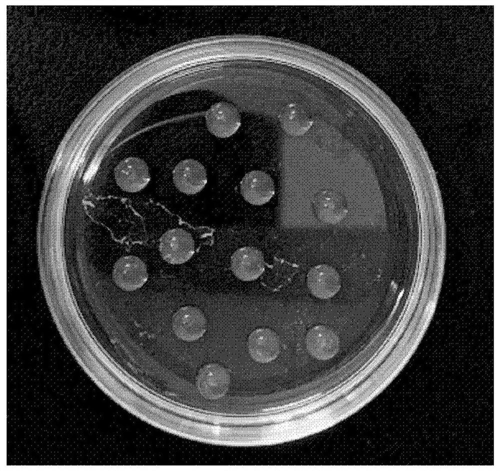 High-throughput preparation method of three-dimensional hydrogel array for drug screening