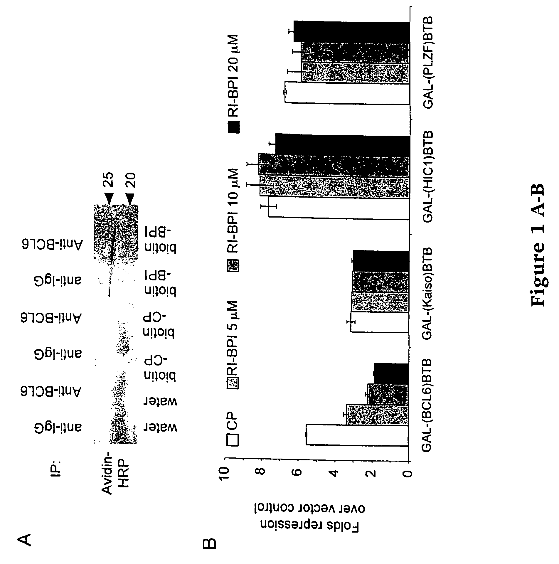 Methods and compositions for inhibition of BCL6 repression