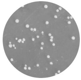 A Saccharomyces cerevisiae suitable for brewing tea wine and its application