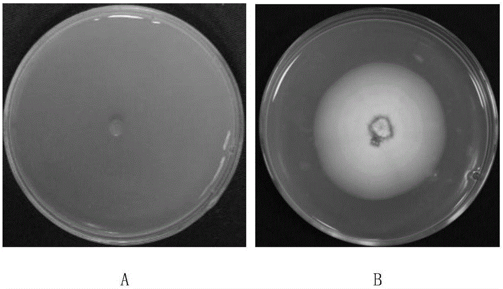 Botanical fungicide derived from tripterygium wilfordii, and preparation method and application thereof