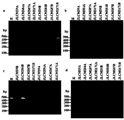 Method for identifying soybean male sterile cytoplasm through SNP marks of chloroplast DNA