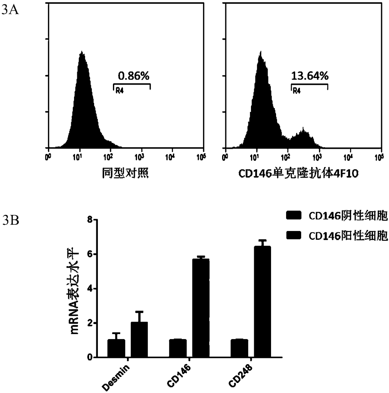 Application of cd146 monoclonal antibody in the detection and isolation of glioma pericytes