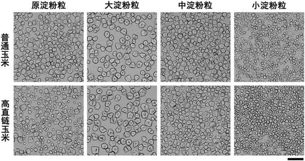 Purifying method of corn starch 3-grade particles