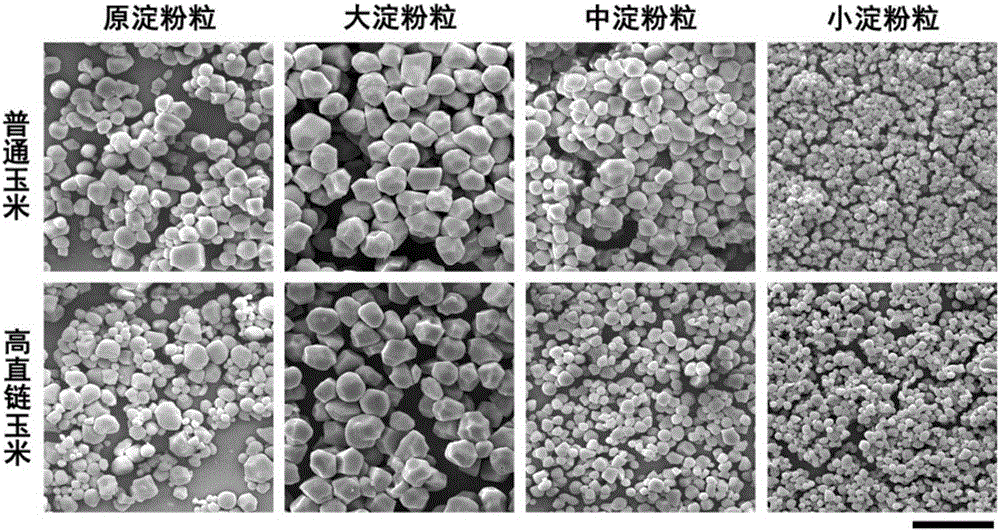 Purifying method of corn starch 3-grade particles