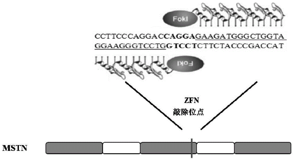 Zinc finger nuclease-mediated porcine MSTN (myostatin) gene mutation sequence and application thereof