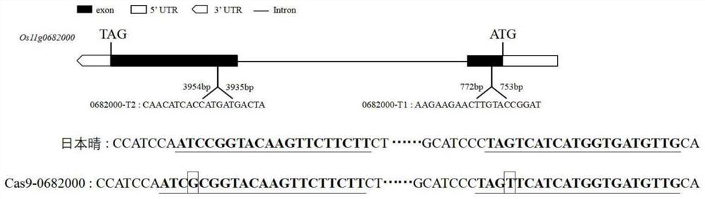 Application of gene os11g0682000 and its encoded protein in regulating rice bacterial blight resistance