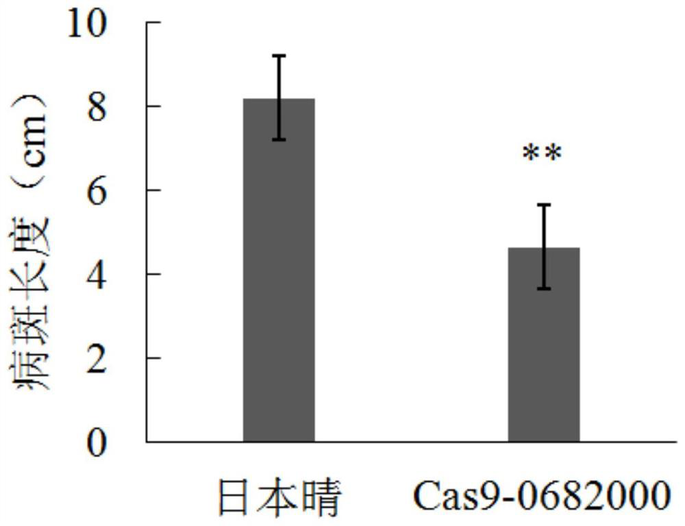 Application of gene os11g0682000 and its encoded protein in regulating rice bacterial blight resistance