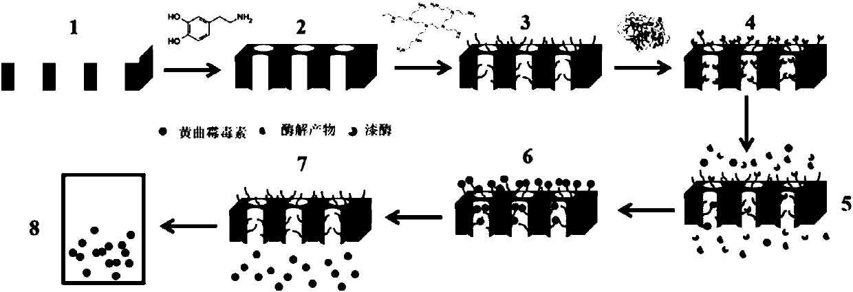 Biomimetic membrane for removing aflatoxins, and preparation method and treatment method of biomimetic membrane