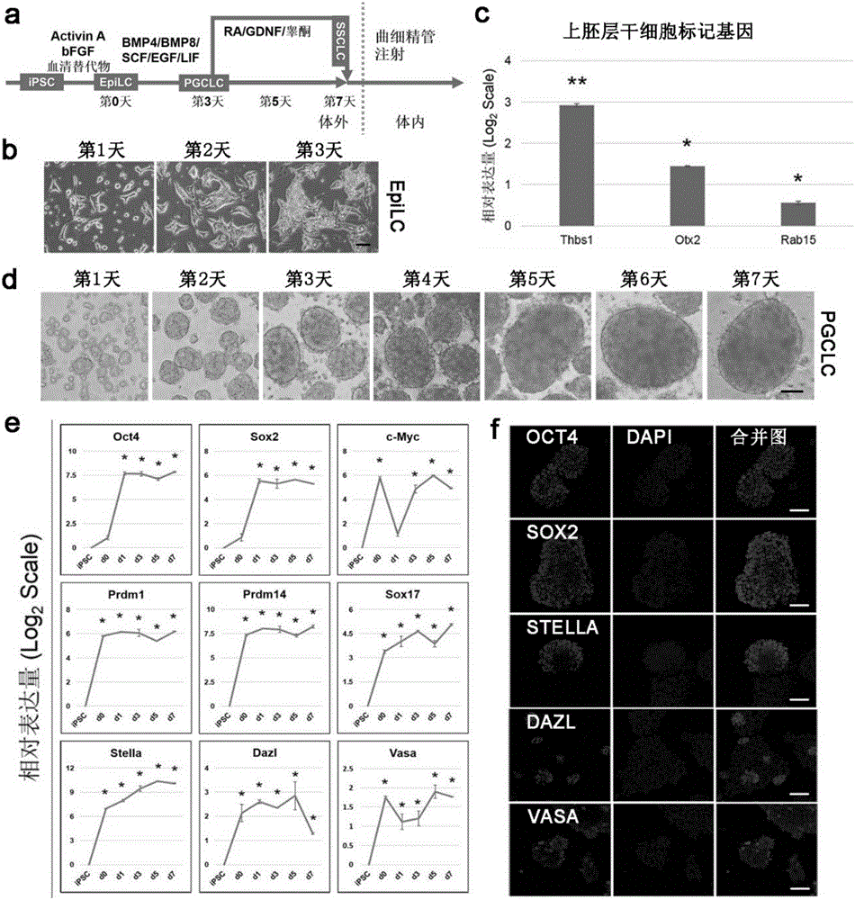Method for directionally inducing and differentiating pig pluripotent stem cells into male germ cells and special culture medium
