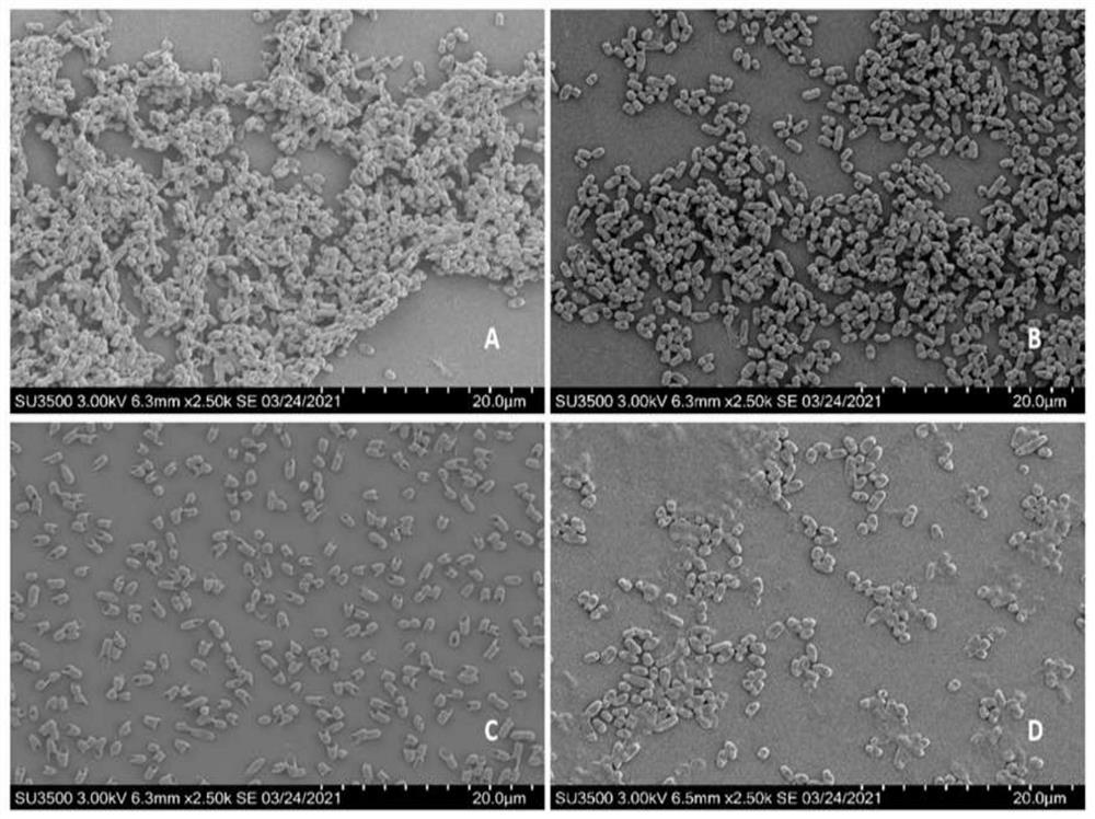 Application of brazilin to synergism of antibacterial effect of polymyxin antibiotics on escherichia coli