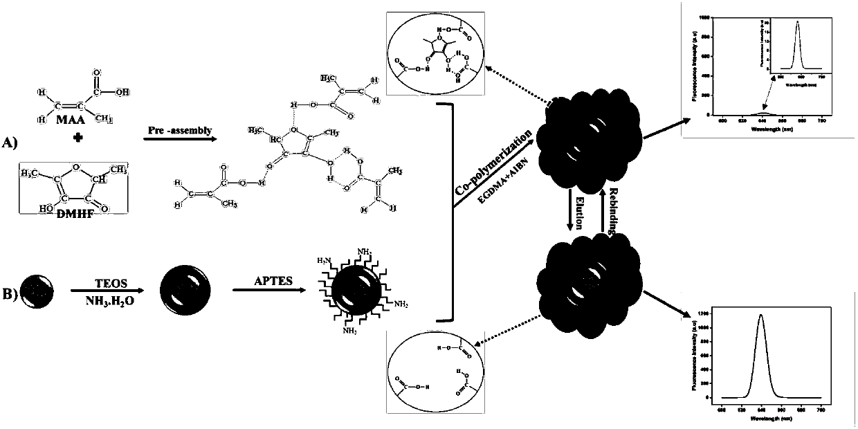 Fluorescent probe for detecting and quantifying signal molecule of Gram negative bacteria colony