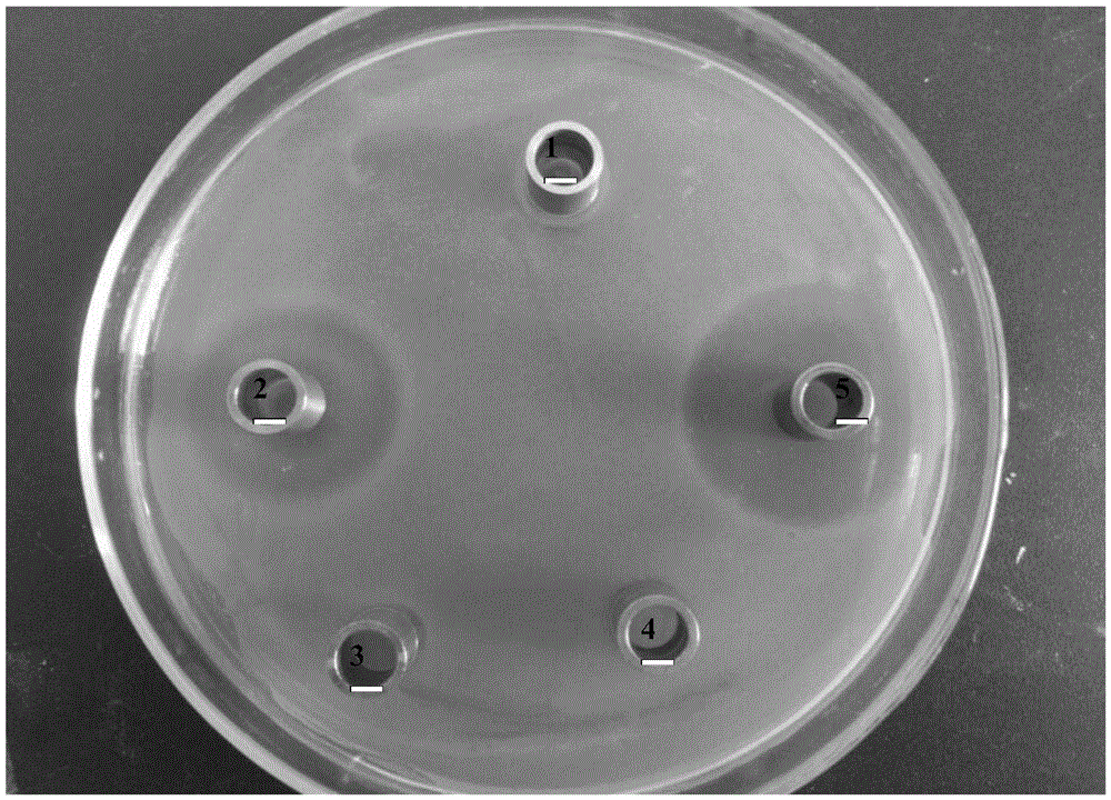 A kind of bovine lactoferrin peptide constitutive yeast expression vector and its preparation method