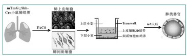 Economical, simple and convenient method for inducing lung organs and establishment of experimental model