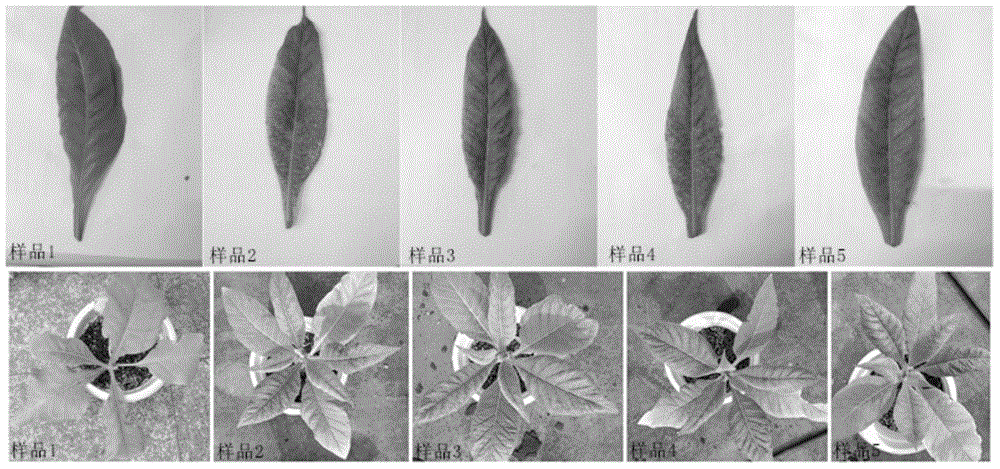 Compound preparation capable of improving virus resistance of plants, and application of compound preparation