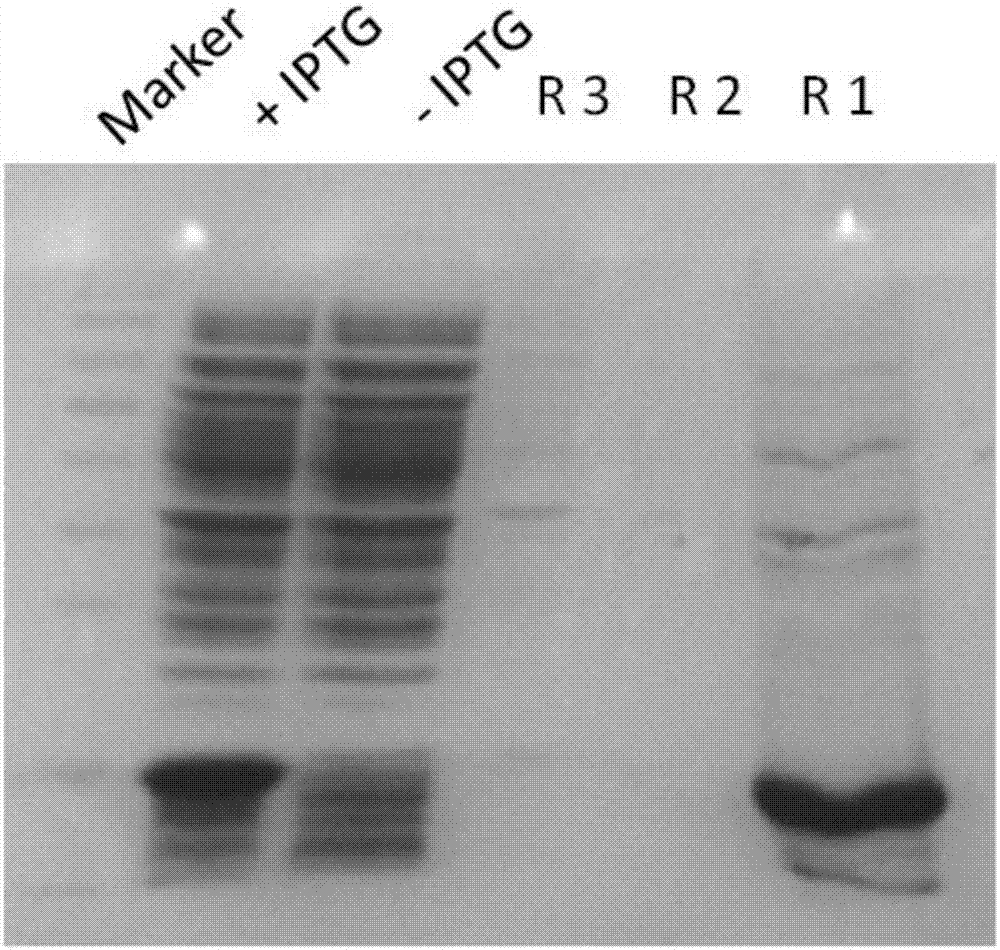 Application of REG1A protein in preparation of drugs for treating and/or preventing retinal cell apoptosis