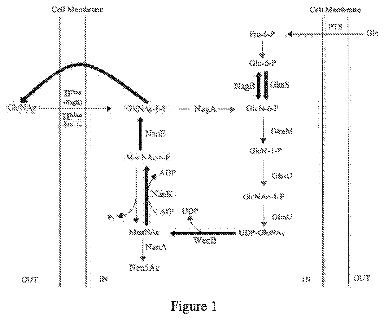 Method for producing n-acetyl-d-glucosamine and/or d-glucosamine salt by microbial fermentation
