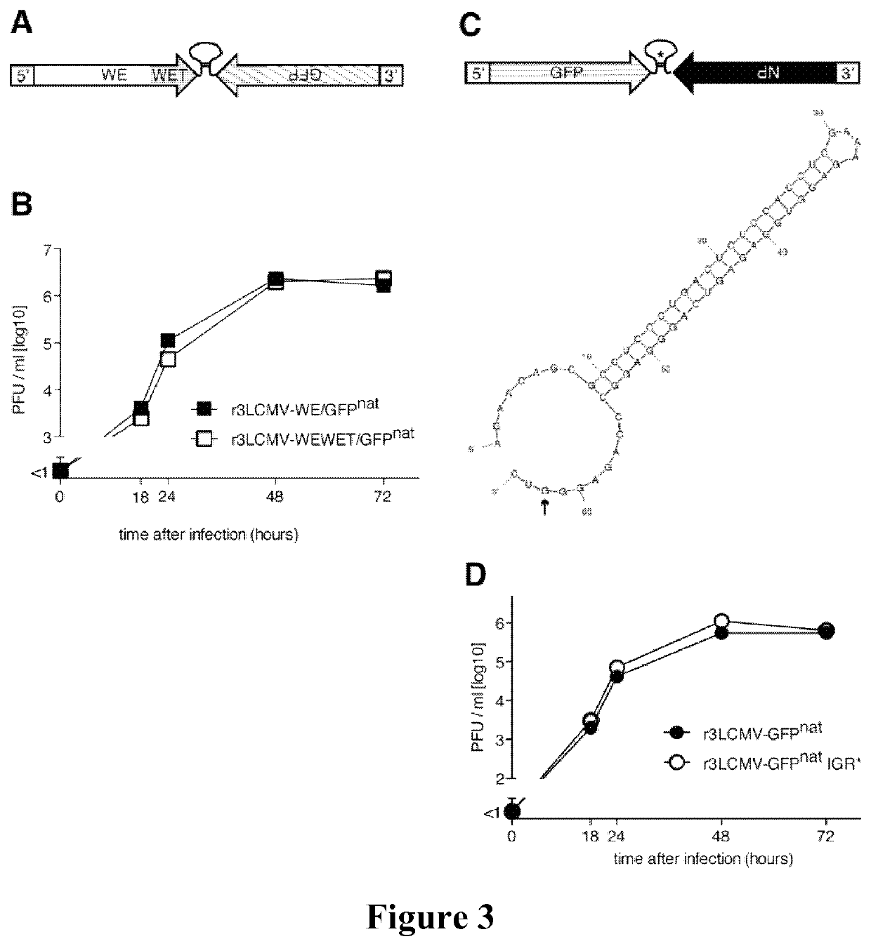 Tri-segmented arenaviruses as vaccine vectors