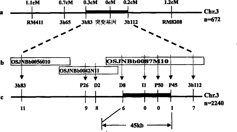 Plant chloroplast development associated protein, and coding gene and use thereof