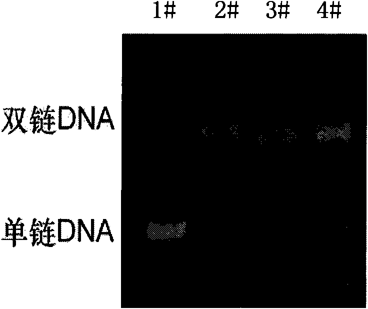 Thymosin beta4 gene expression inhibiting RNA and use thereof