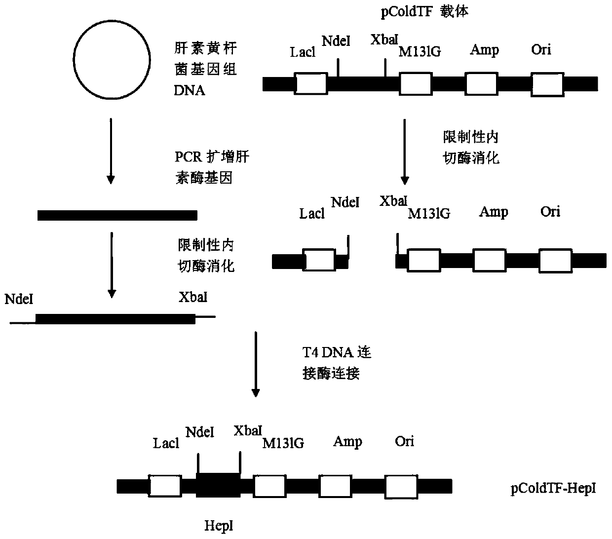 High-expression water-soluble heparinase I fusion protein and coding gene thereof