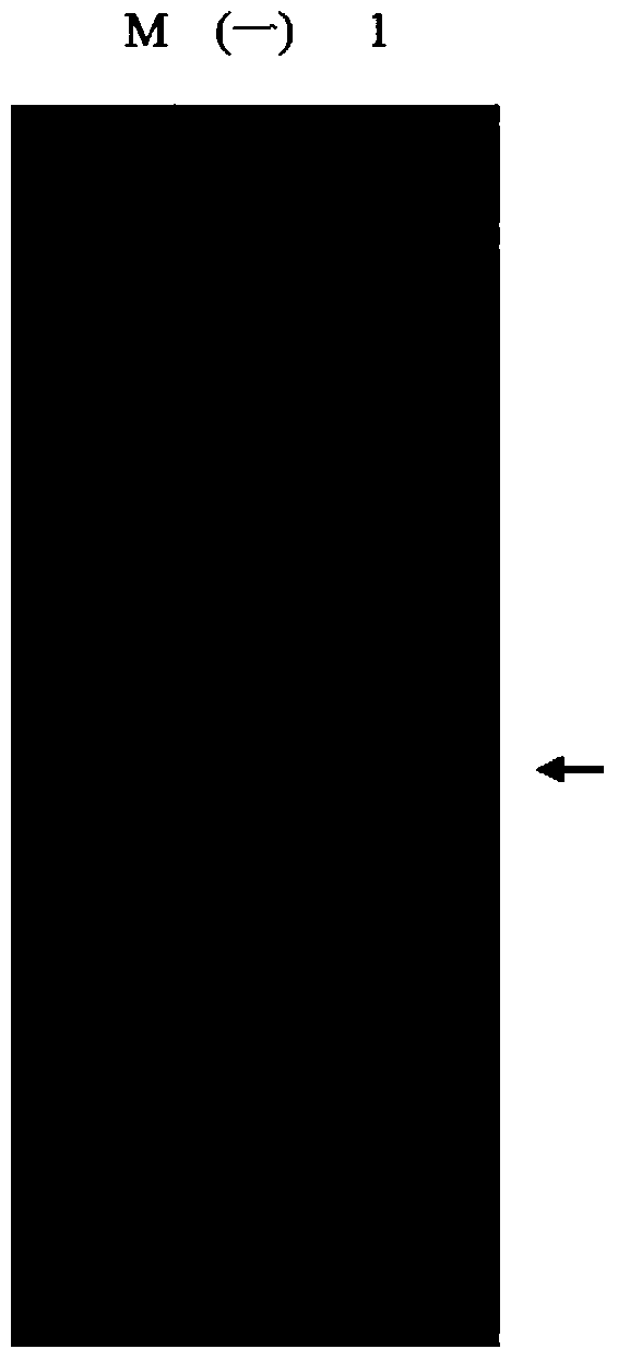 High-expression water-soluble heparinase I fusion protein and coding gene thereof