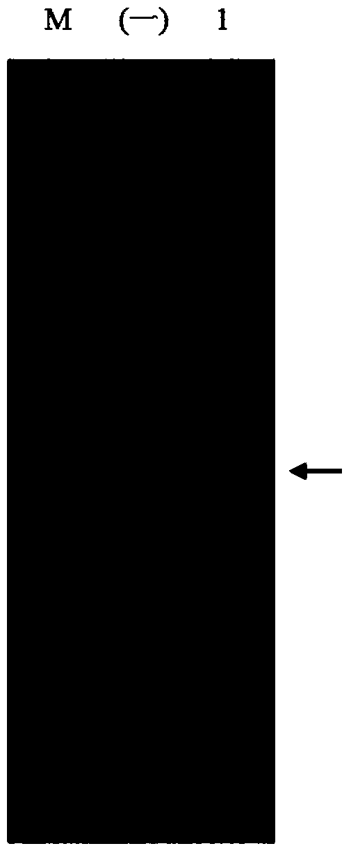 High-expression water-soluble heparinase I fusion protein and coding gene thereof