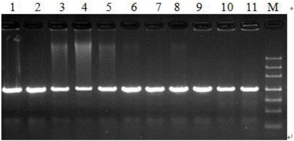 Method for screening DNA bar code universal sequences of seven major forage grass varieties of gramineous family
