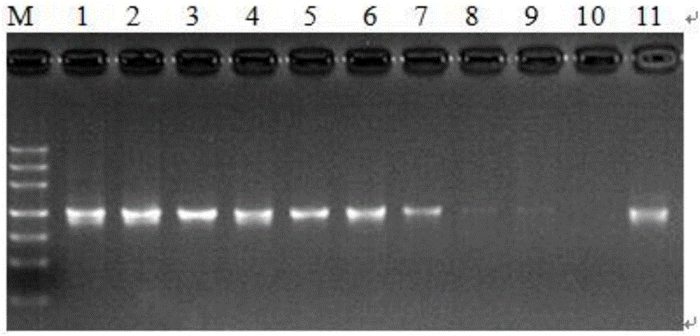 Method for screening DNA bar code universal sequences of seven major forage grass varieties of gramineous family