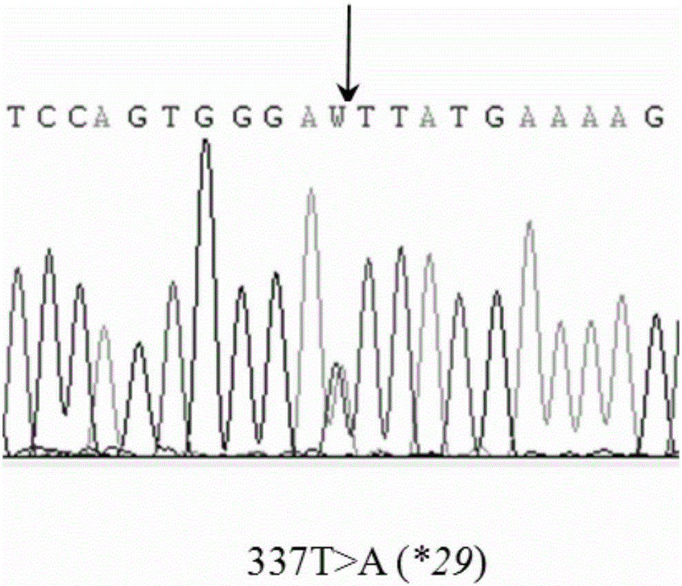 CYP3A4 gene fragment including 337T&gt;A mutation, encoded protein fragment and application thereof