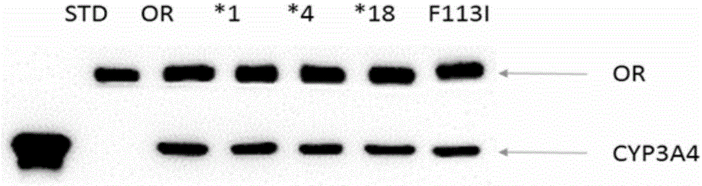 CYP3A4 gene fragment including 337T&gt;A mutation, encoded protein fragment and application thereof