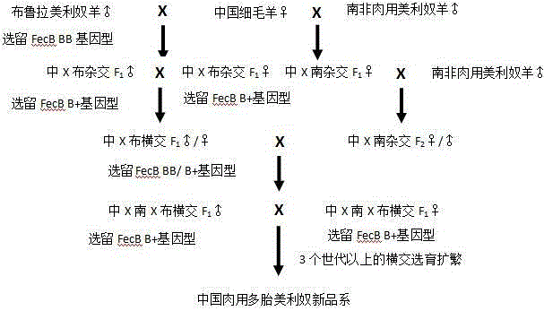 Breeding method of a Chinese meat-use multiple-birth Merino sheep strain